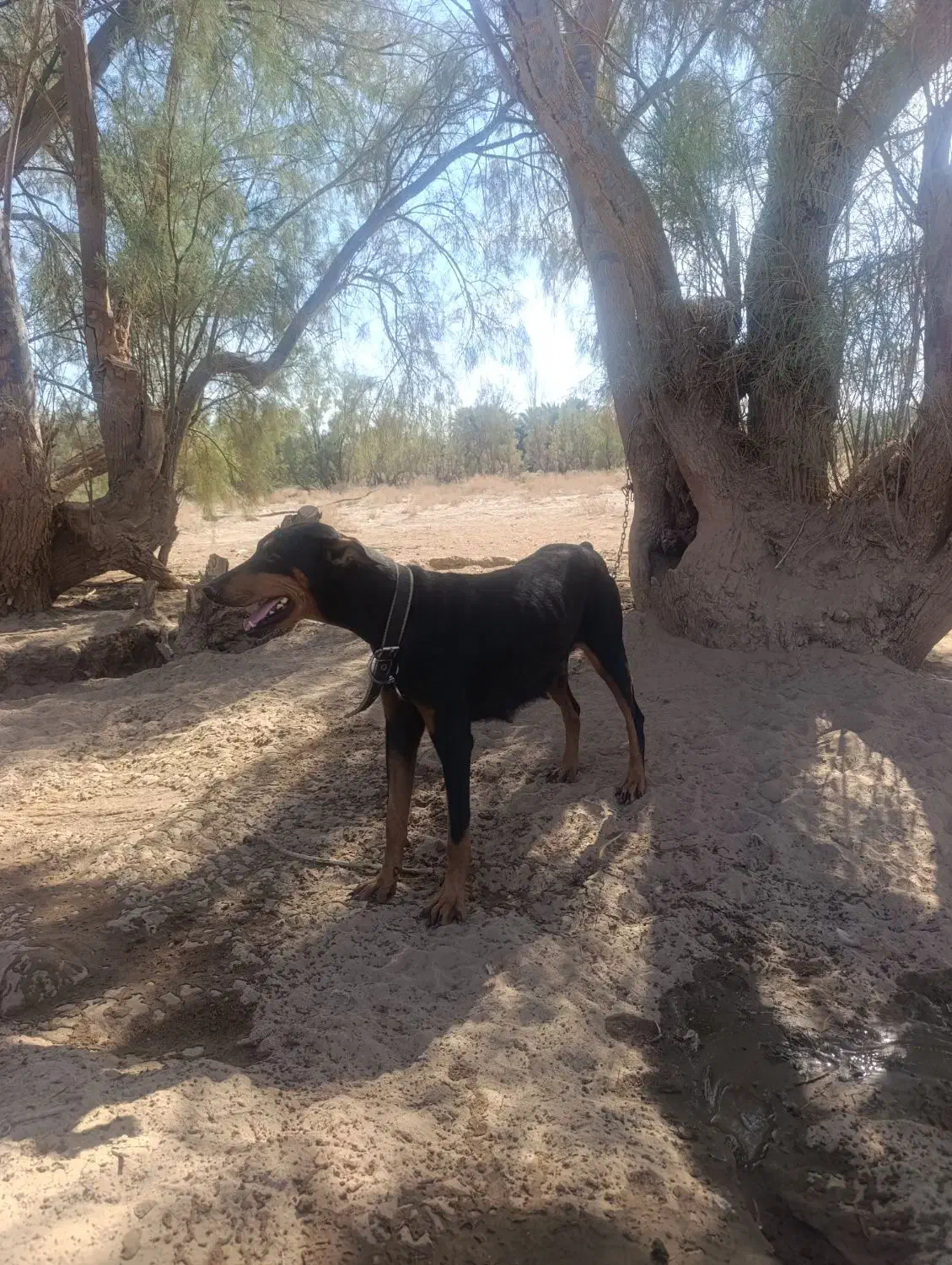 واگذاری سگ دوبرمن ماده|سگ|بم, |دیوار