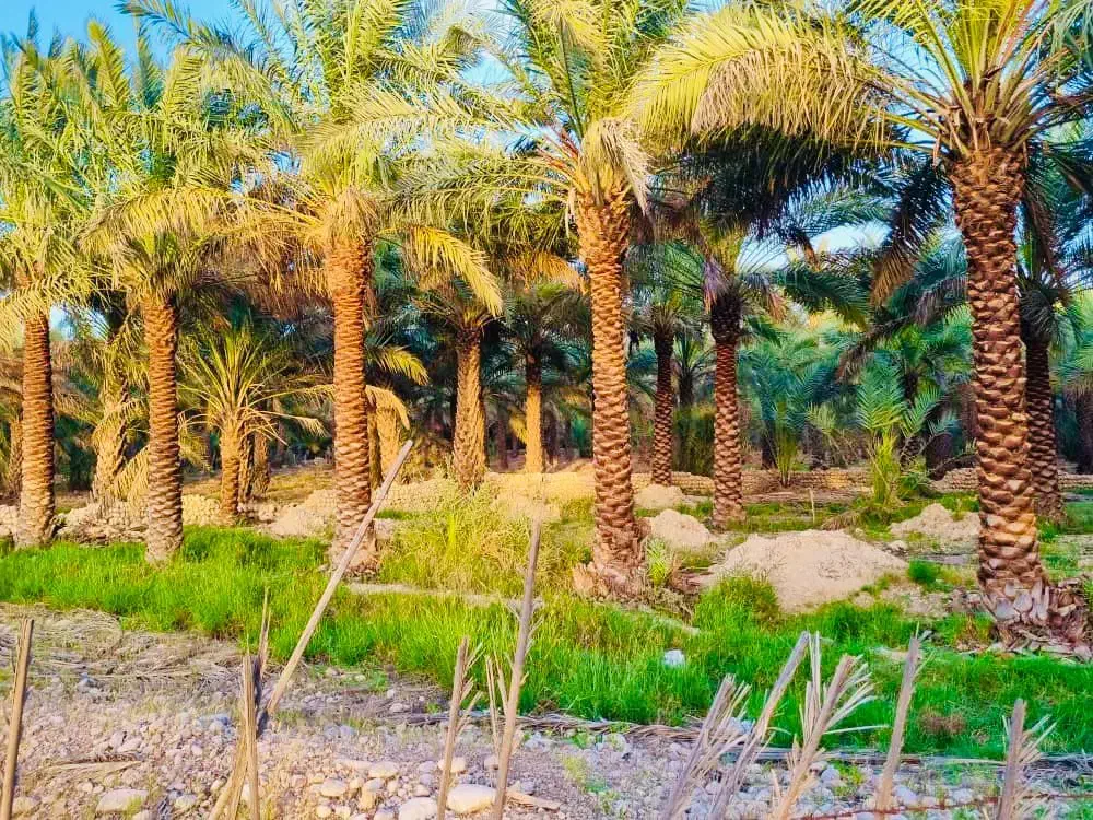 نخل بلندو زیبا میخواید گروه ما رو پیدا کنید|خدمات باغبانی و درختکاری|بندر ترکمن, |دیوار