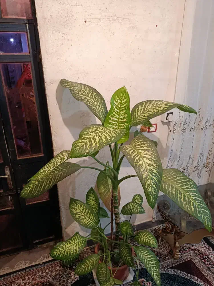 گل دیفن|گل و گیاه طبیعی|دوگنبدان, |دیوار