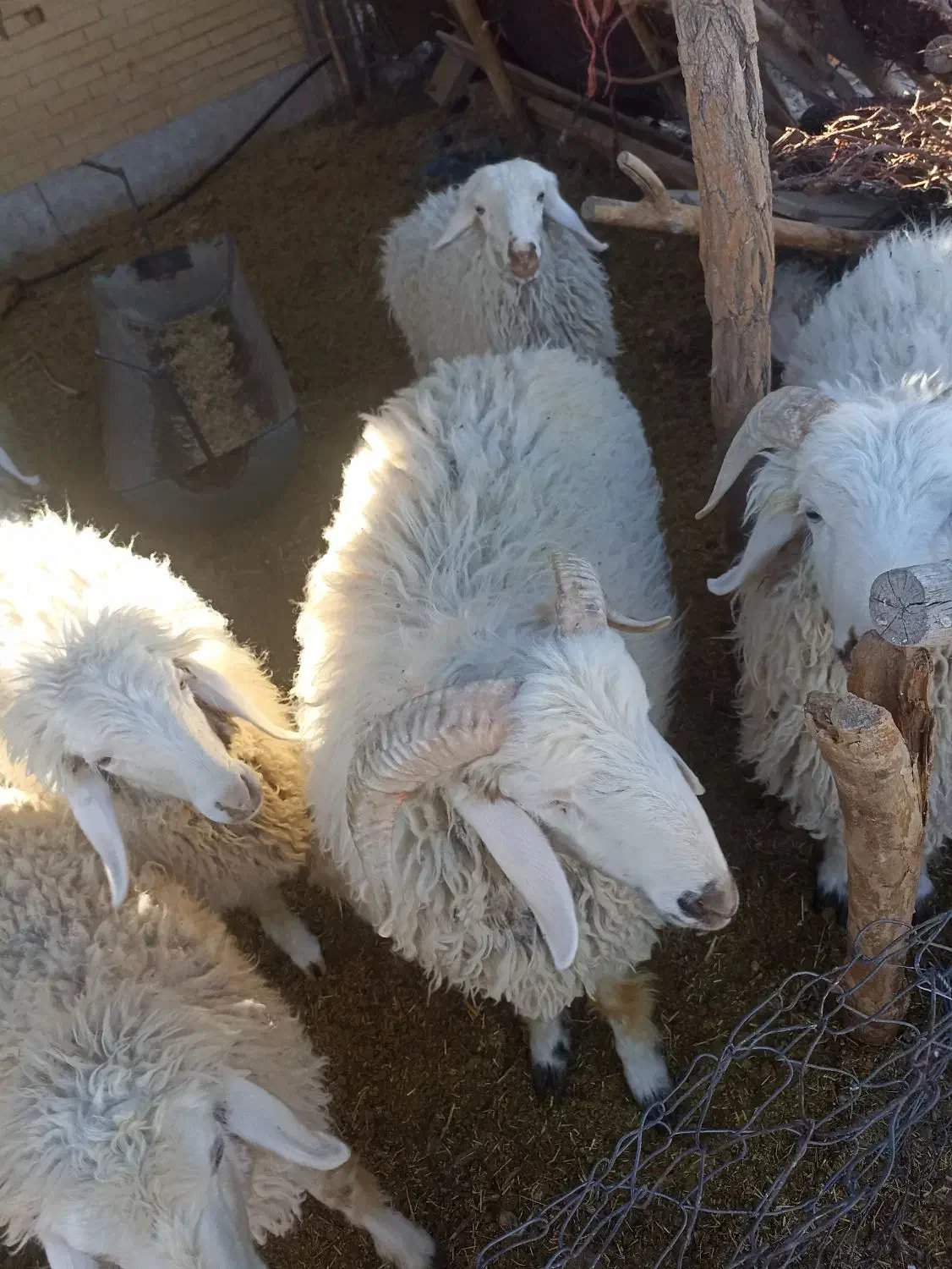 بره نر و ماده.سبک.بردسیر|حیوانات مزرعه|بردسیر, |دیوار