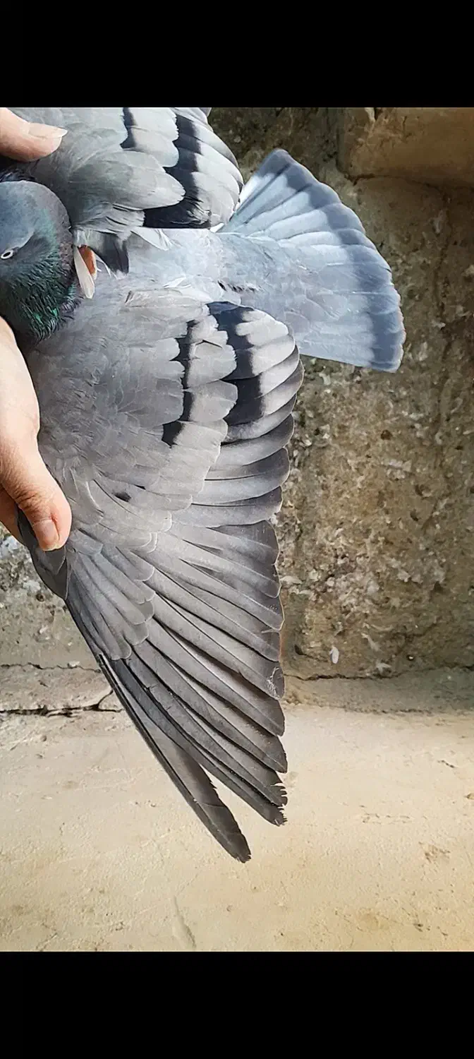 پرشی|پرنده|گلپایگان, |دیوار