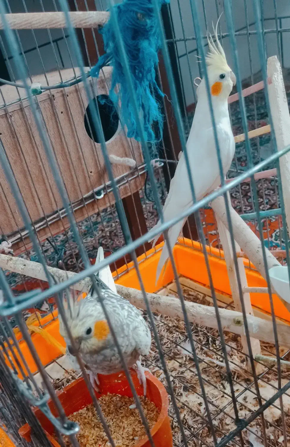 عروس هلندی|پرنده|شهرکرد, |دیوار