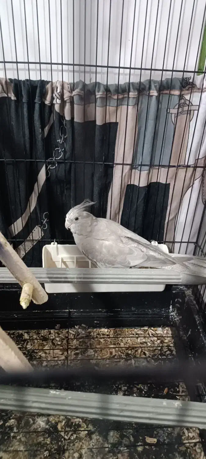 عروس هلندی|پرنده|بهارستان, |دیوار