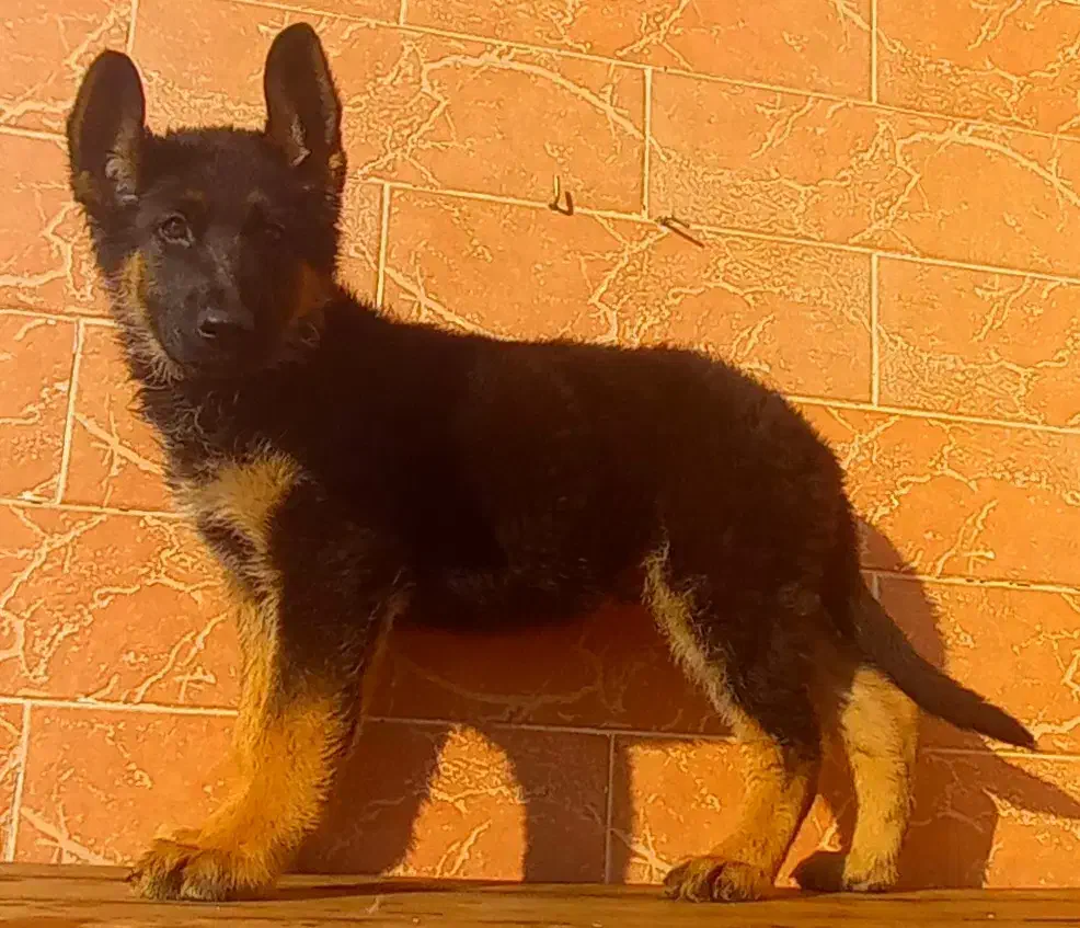 سگ ژرمن شیپرد جرمن کینگ سایز موکوتاه شاه توله (نر)|سگ|تهران, وردآورد|دیوار