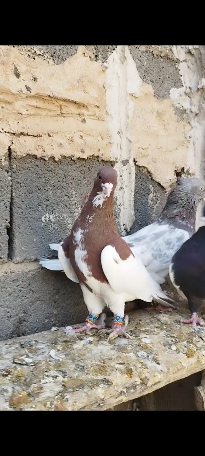 تعدادی رنگی خوب طوقی سینه. کله دمی شهری بی عیب|پرنده|شیراز, گل سرخ|دیوار