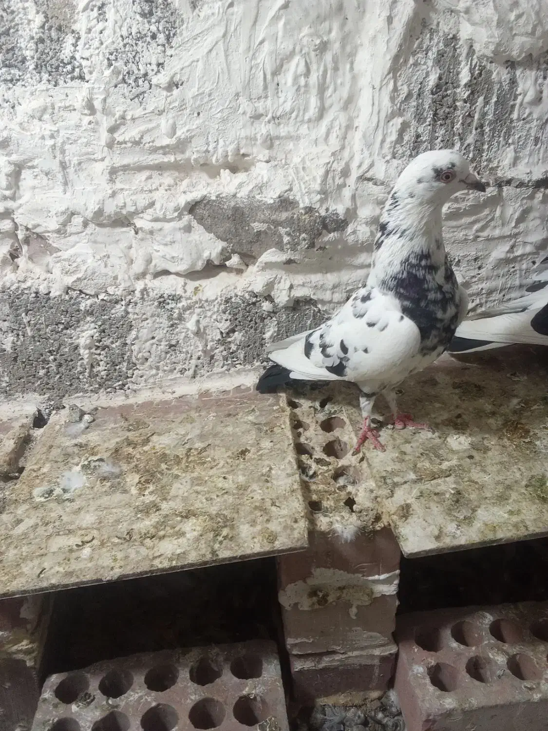 دو جفت کفتر فروشی روی هم|پرنده|جیرفت, |دیوار