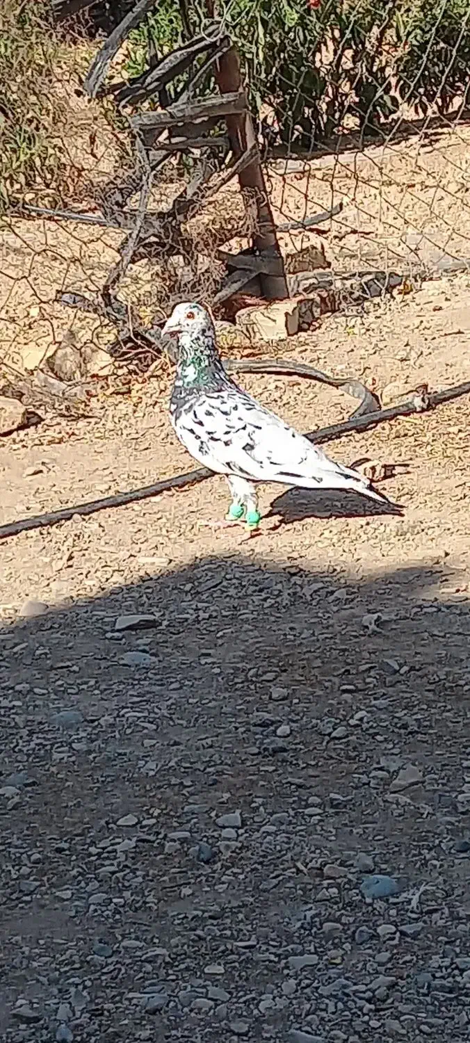 کبوتر هفرنگ|پرنده|تاکستان, |دیوار