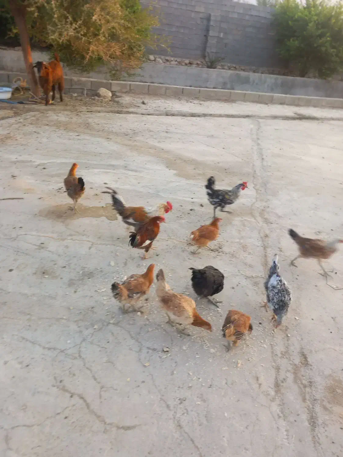 فروش مرغ وجوجه|حیوانات مزرعه|لیکک, |دیوار