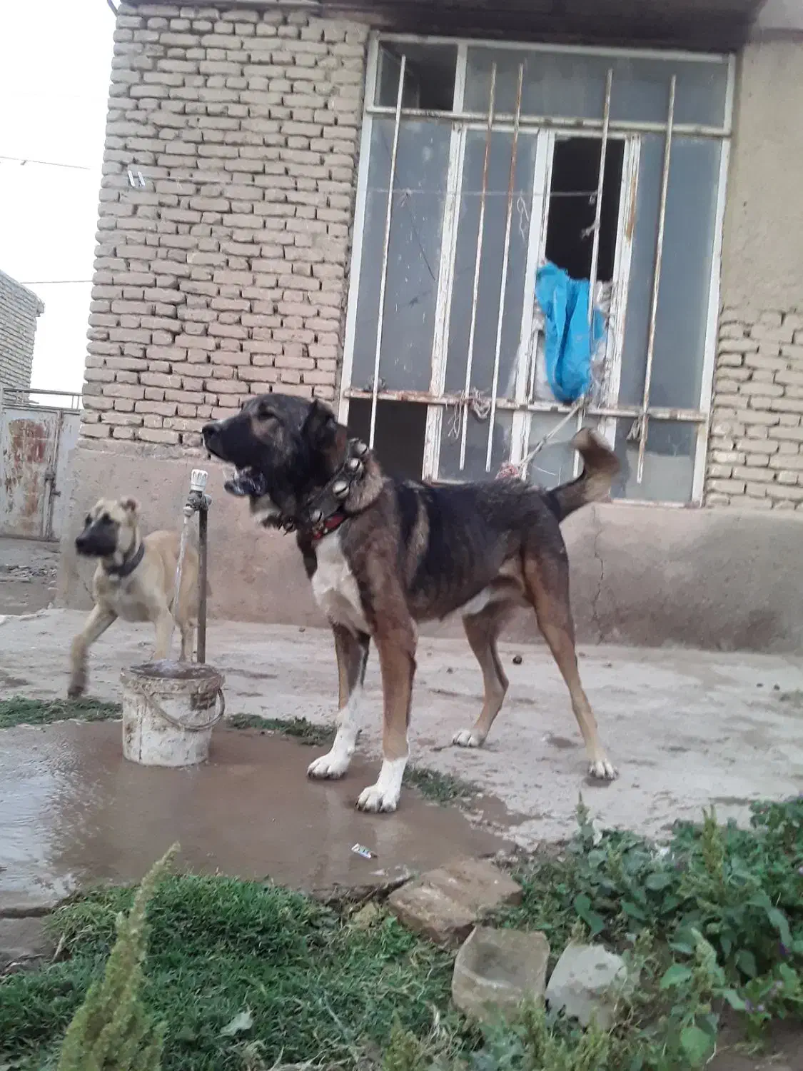 سگ گله|سگ|چناران, |دیوار