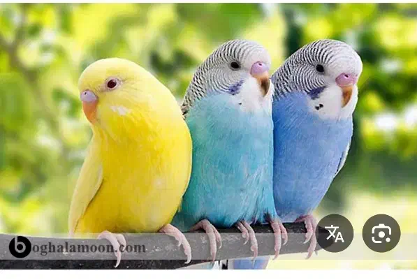 تعدادی مرغ عشق جفت ۳۵۰ مفت|پرنده|قشم, |دیوار