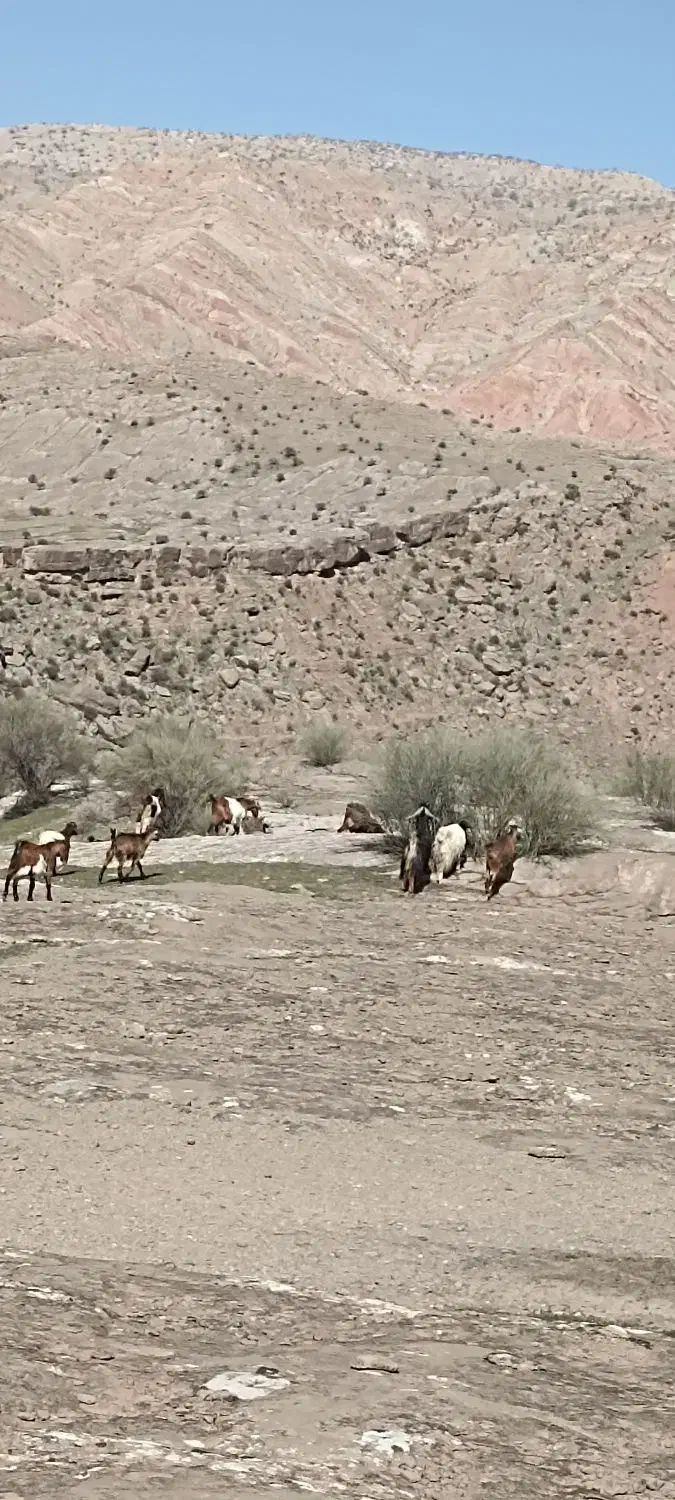 بز سرحال|حیوانات مزرعه|معمولان, |دیوار