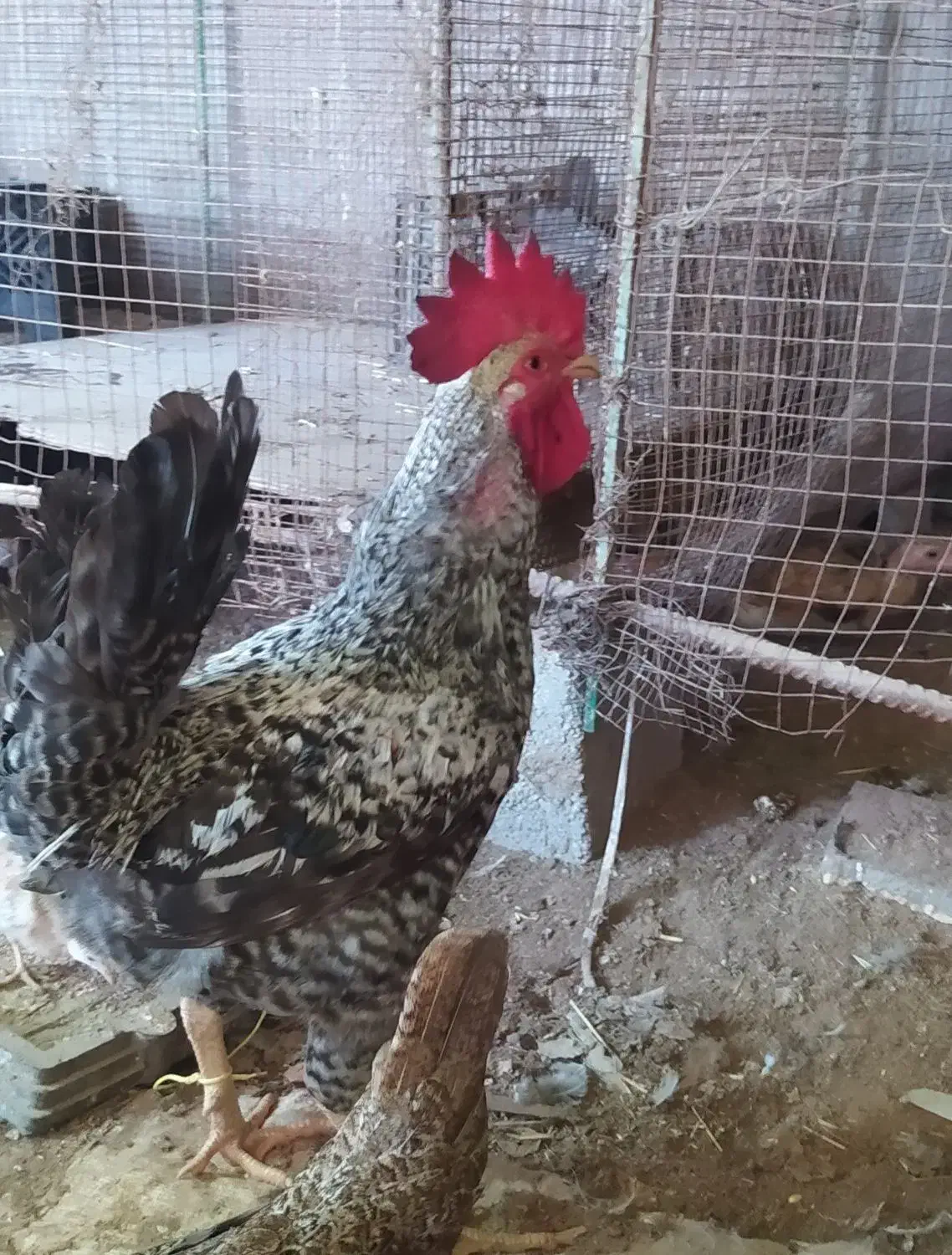 خروس|پرنده|دیلم, |دیوار