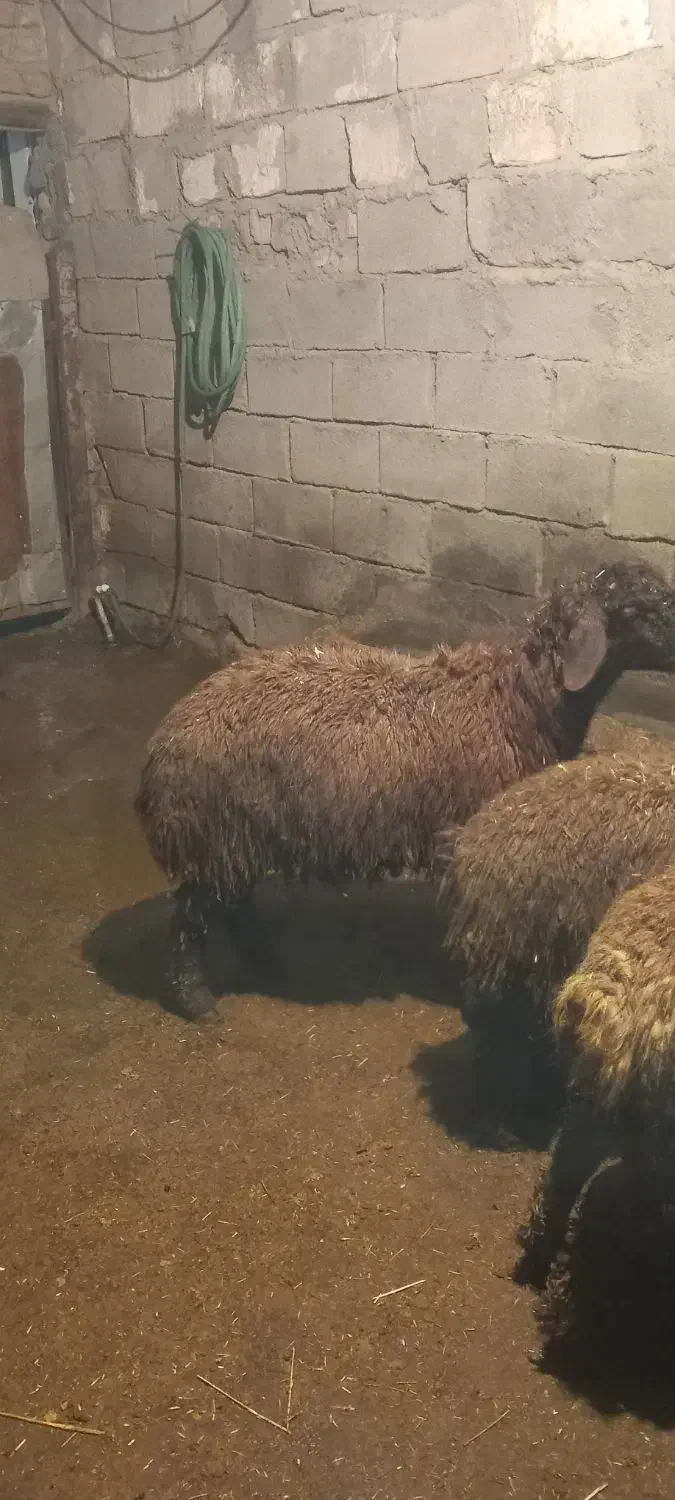 بره نر|حیوانات مزرعه|دورود, |دیوار