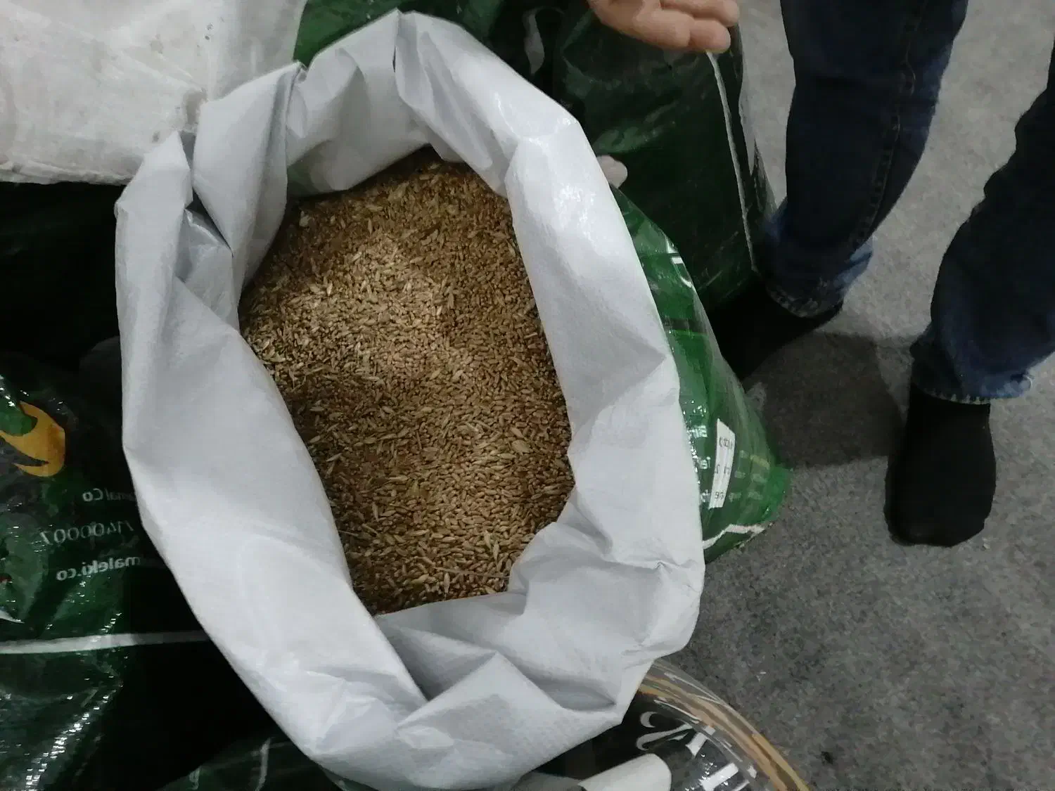 گندم بذری|عمدهفروشی|آزادشهر, |دیوار