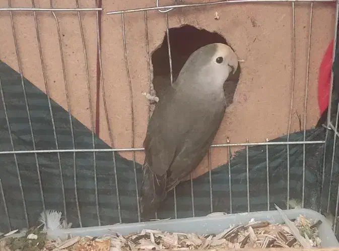 جفت کبوترطوقی الماسی وجفت طوطی برزیلی قناری ماده|پرنده|سمیرم, |دیوار