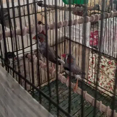 فنچ زبرا|پرنده|هشتگرد, ینگی امام|دیوار