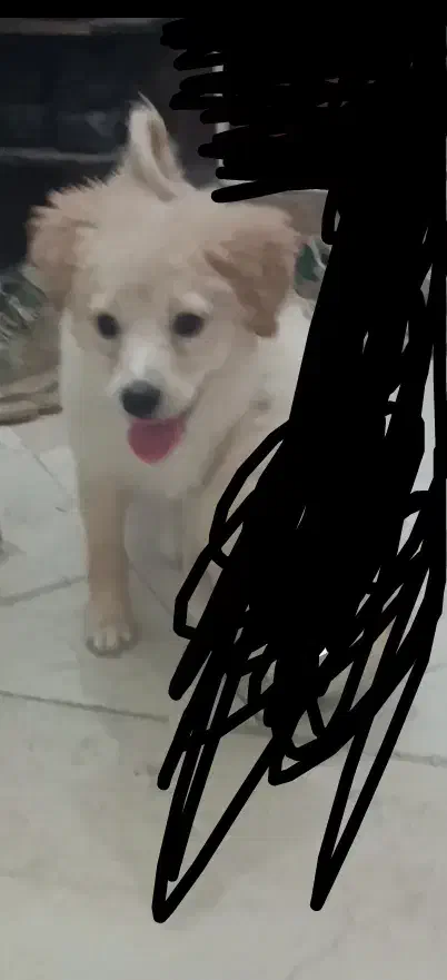 سگ پاکوتاه|سگ|یزد, |دیوار