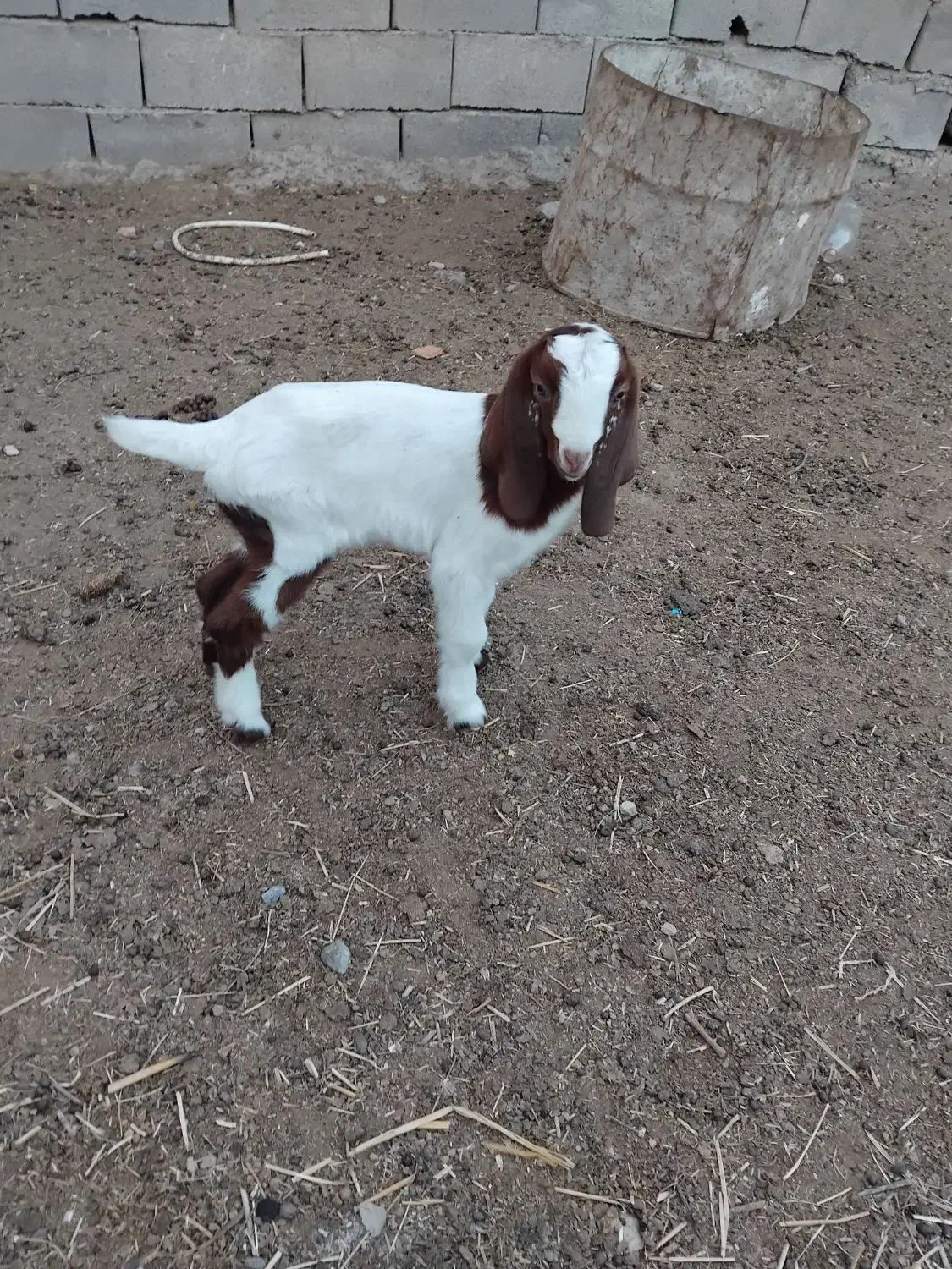 سه راس بزغاله|حیوانات مزرعه|فاضل آباد, |دیوار