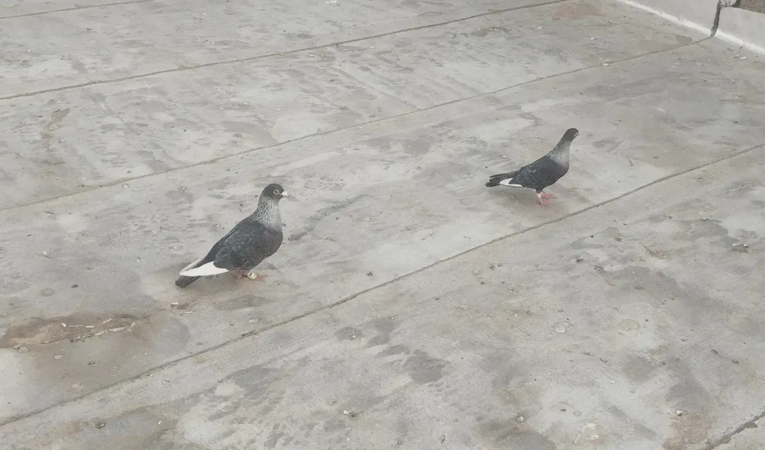 نقره ای  طوقی هفت‌رنگ سرخ فری  ساده هفت‌رنگ|پرنده|سبزوار, امیر کبیر|دیوار