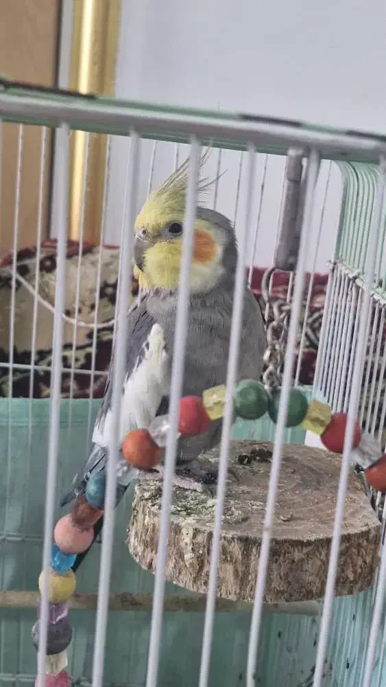 عروس هلندی گمشده|حیوانات|اهرم, |دیوار