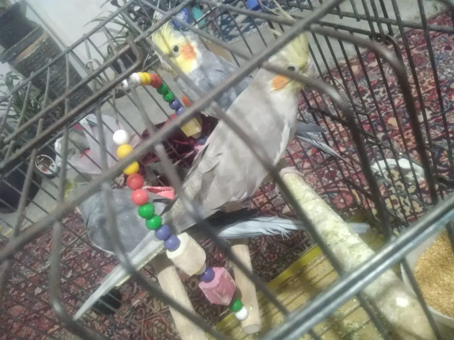 عروس هلندی|پرنده|پاکدشت, شهرک امام رضا|دیوار