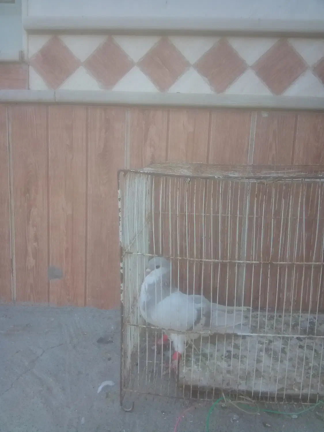 برنده|پرنده|زاوه, |دیوار