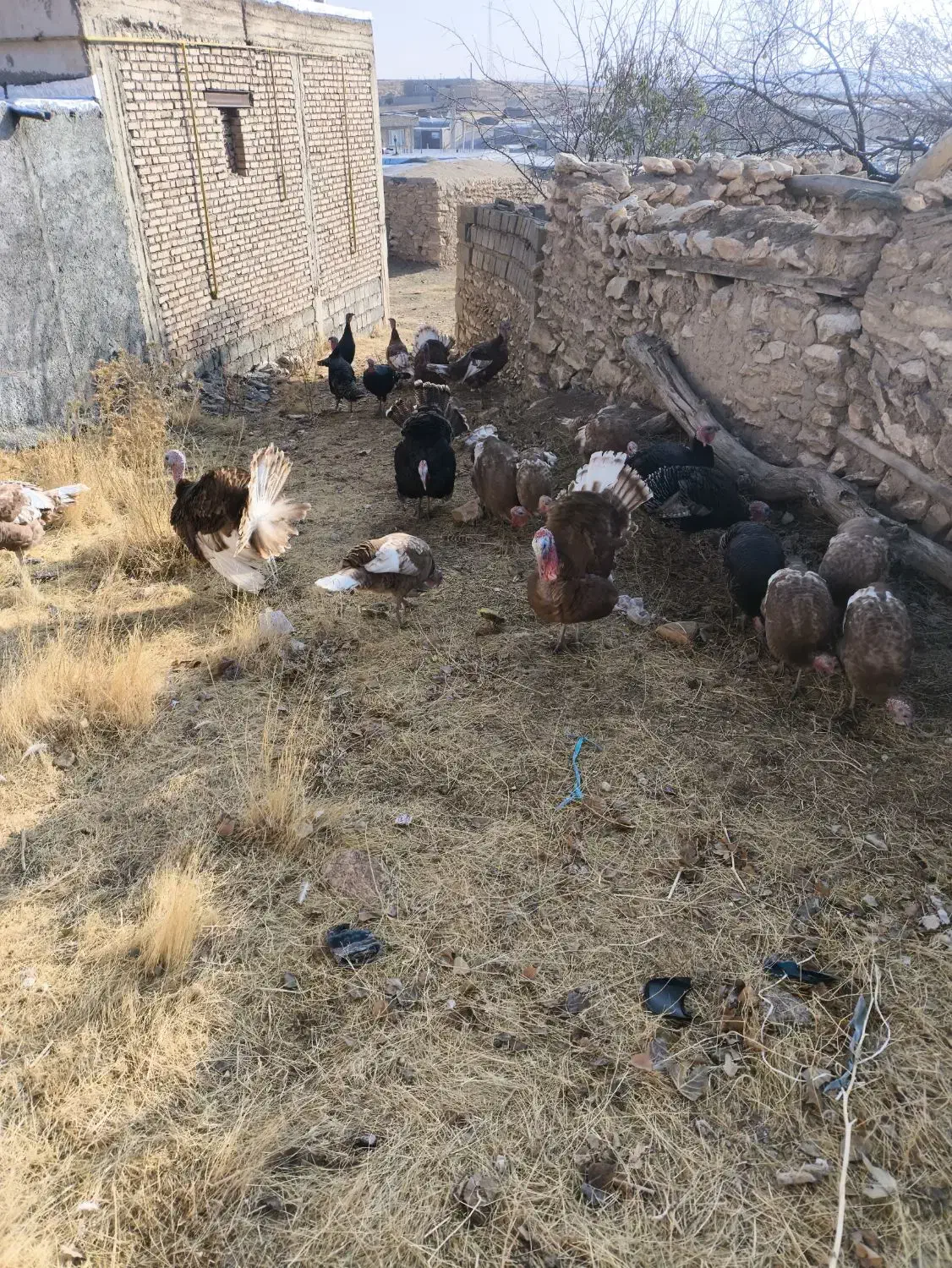 بوقلمون محلی|حیوانات مزرعه|کرفتو, |دیوار