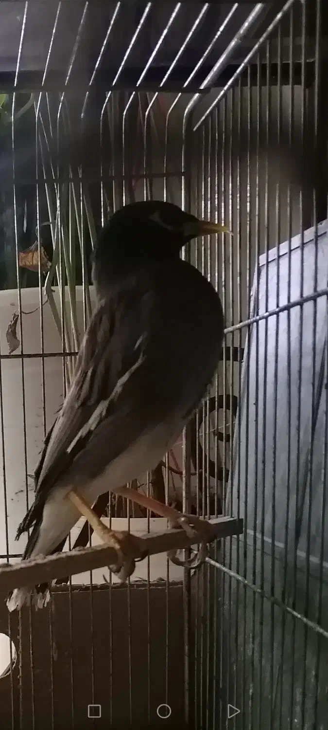 مینا با قفس|پرنده|شاهرود, |دیوار