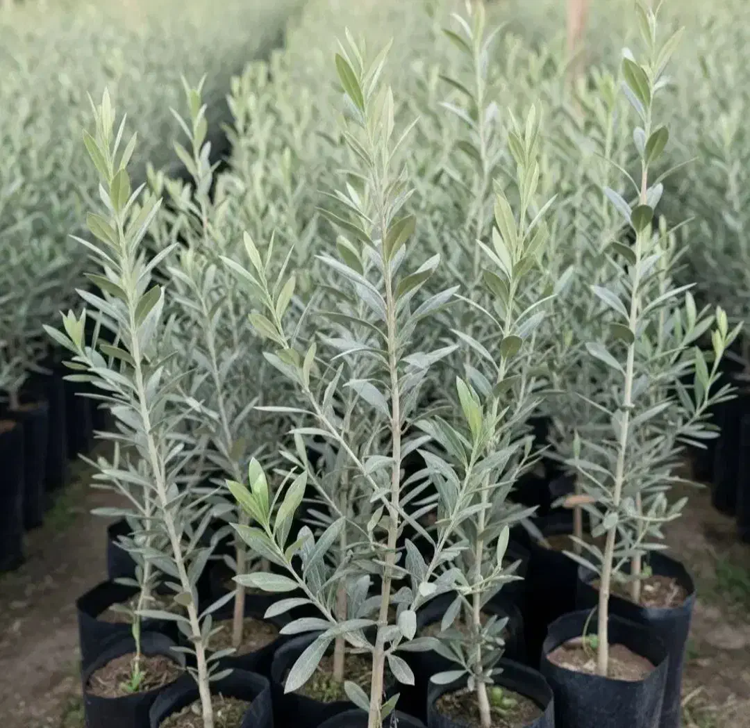 زیتون اصلاح شده و با کیفیت عالی|خدمات باغبانی و درختکاری|هلیلان, |دیوار