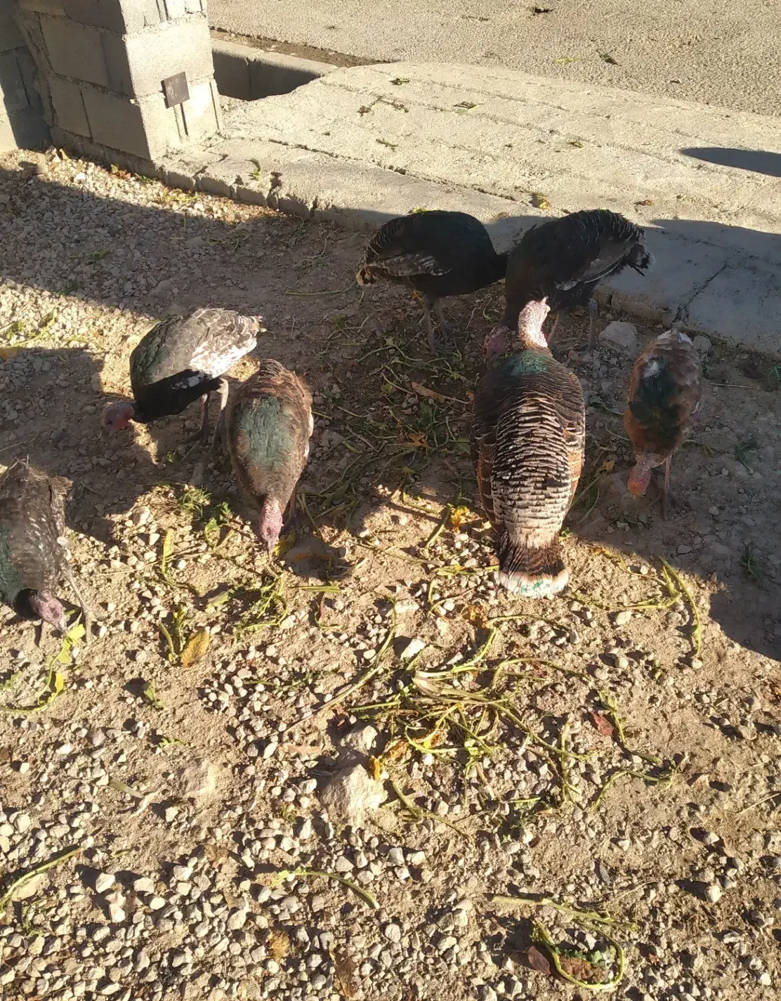 بوقلمون هفت ماهه|حیوانات مزرعه|یاسوج, |دیوار