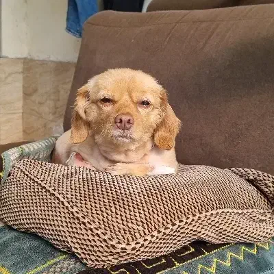 دامپزشک در محل|خدمات آرایشگری و زیبایی|رشت, سلیمانداراب|دیوار