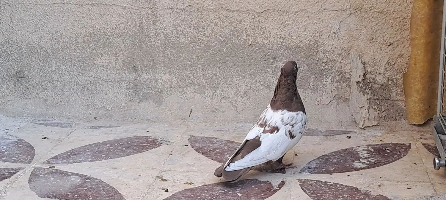 سینه سرخ|پرنده|شیراز, شریف‌آباد|دیوار