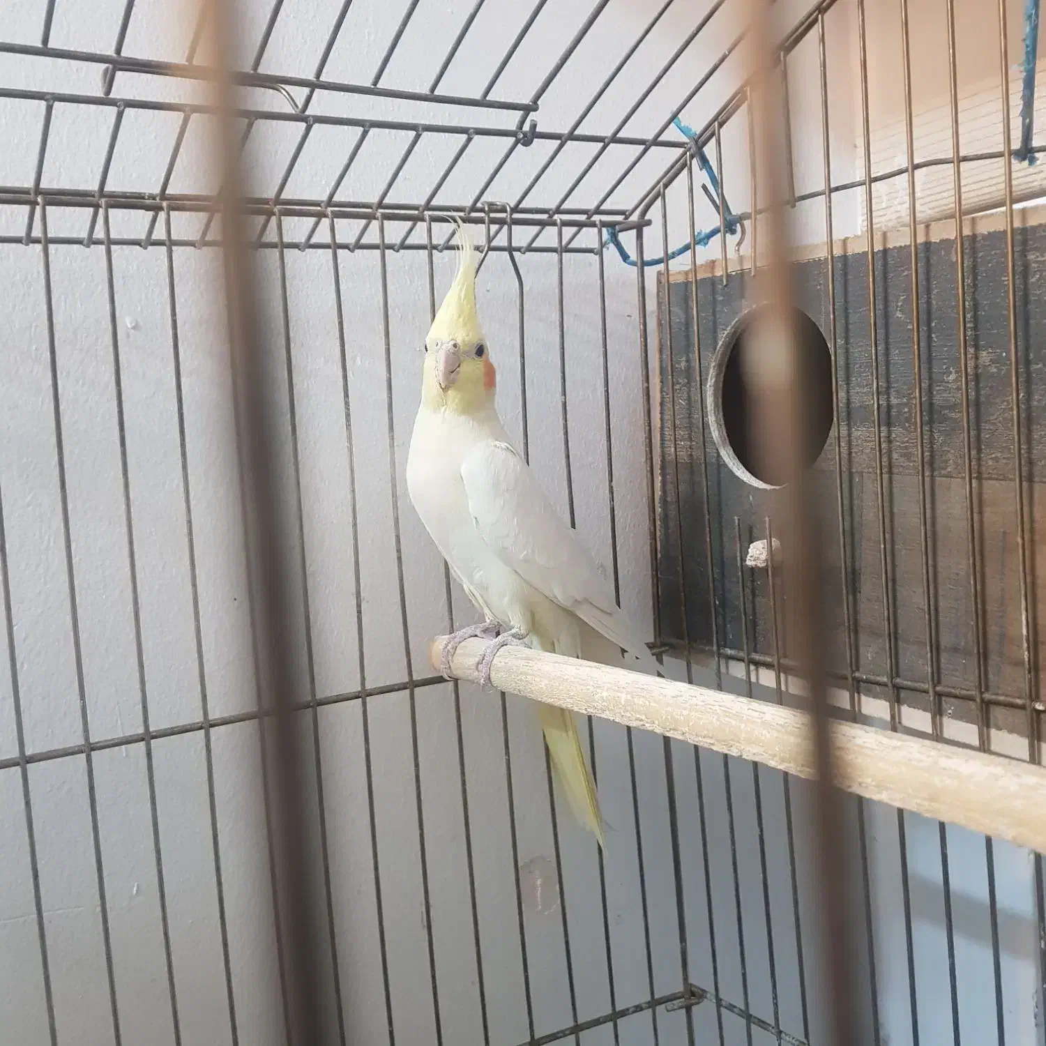 عروس هلندی|پرنده|تهران, سبلان (لشگر)|دیوار