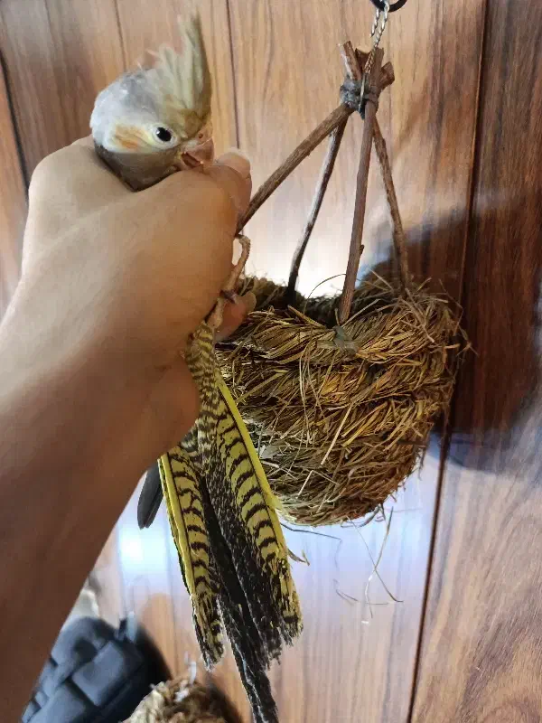 جوجه عروس ۳ماهه دون خور|پرنده|تهران, پرستار|دیوار