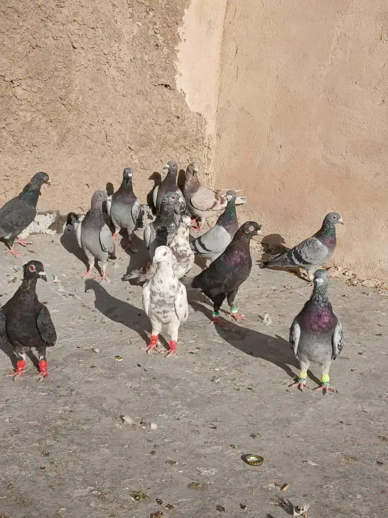 کبوتر|پرنده|شیراز, پانصد دستگاه ارتش|دیوار