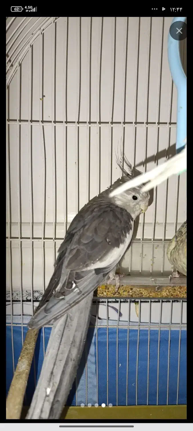 عروس هلندی گمشده|حیوانات|ایرانشهر, |دیوار