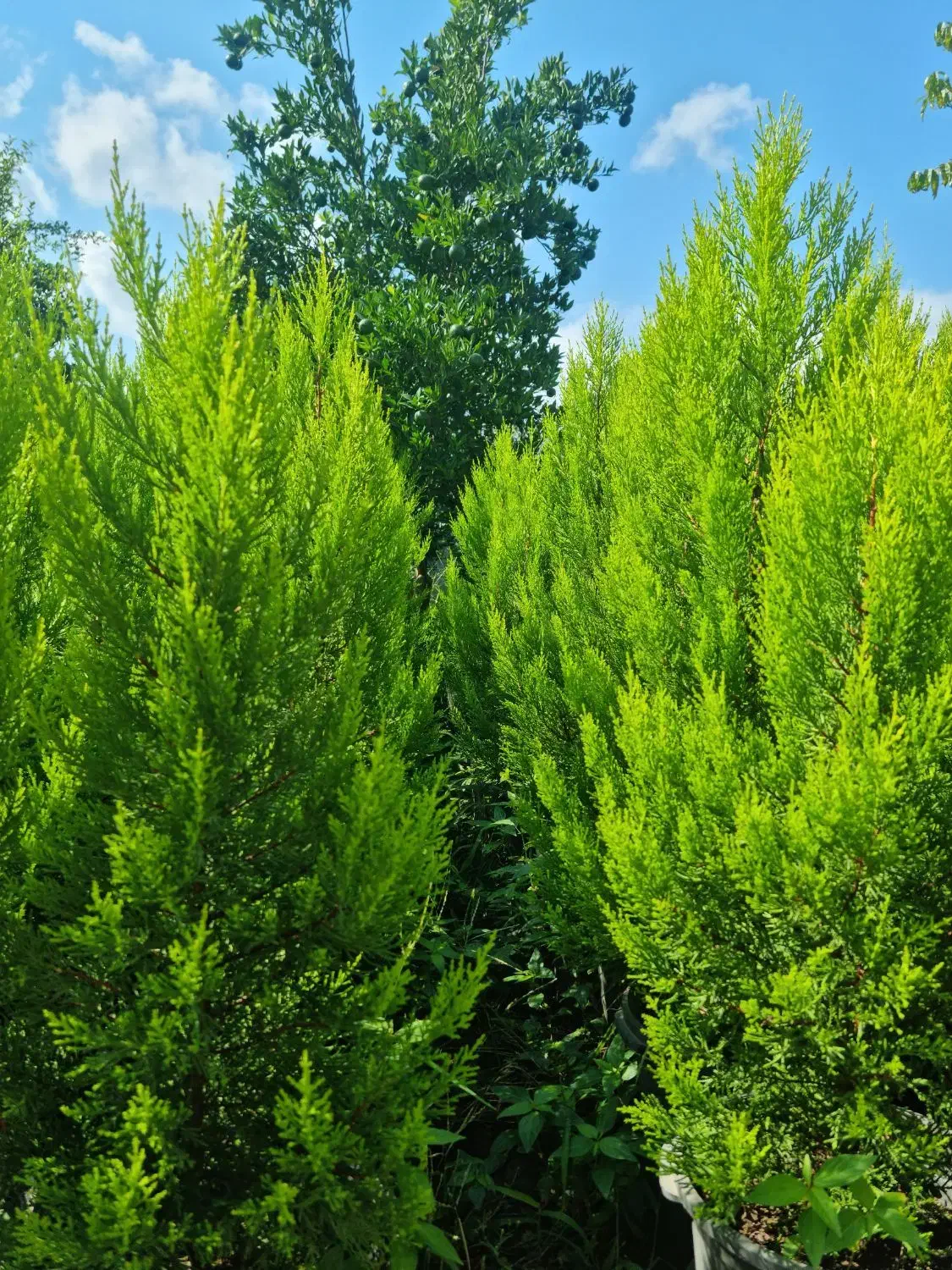 کاج لاوسون|گل و گیاه طبیعی|نوشهر, |دیوار