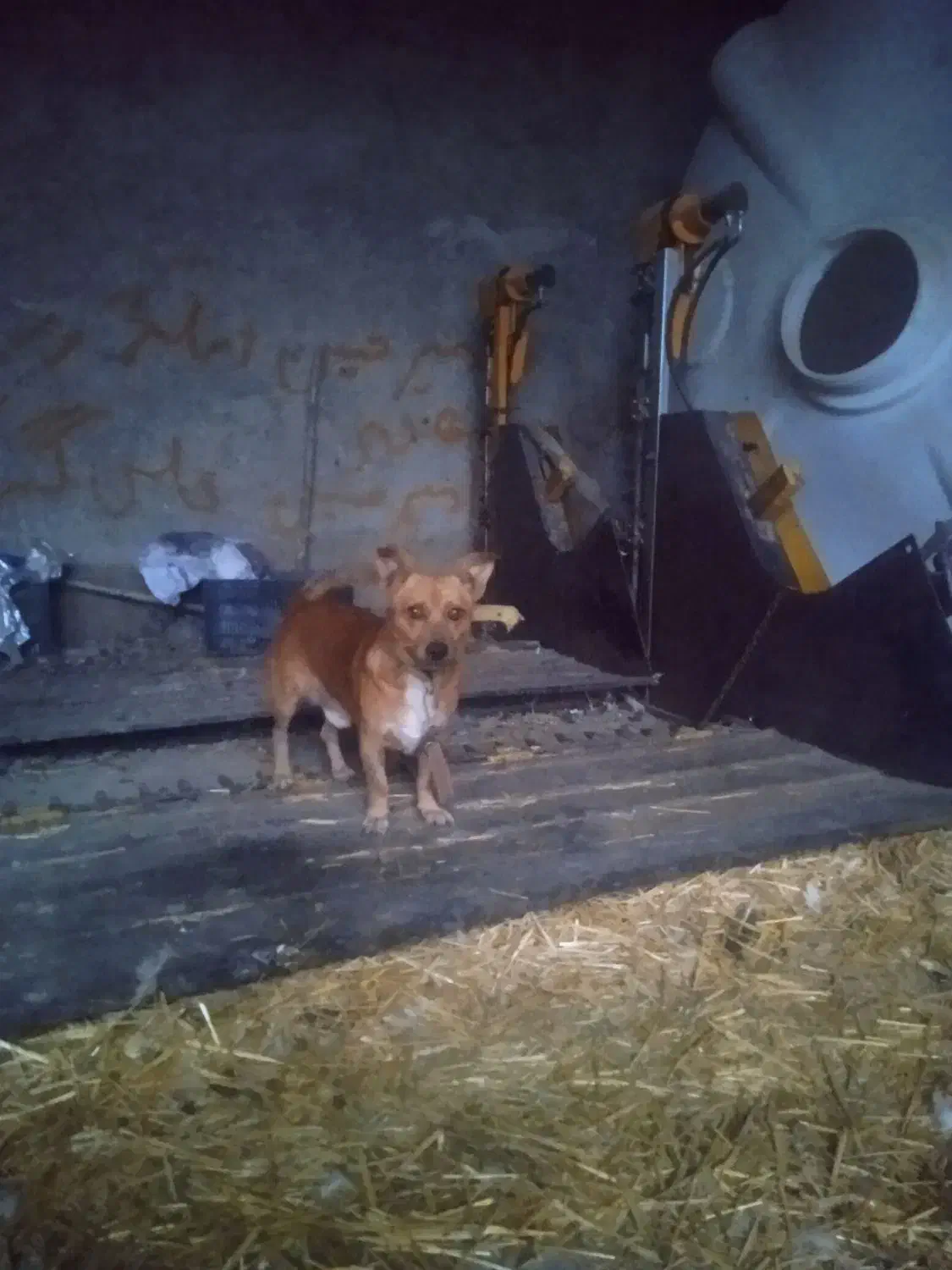 سگ پاکوتا بفروش میرسد نر زرنگ|سگ|دلند, |دیوار