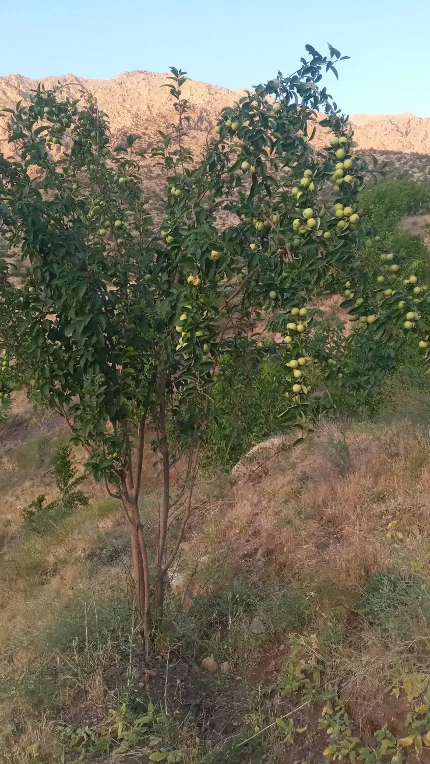منزل مسکونی|فروش خانه و ویلا|شاهینشهر, شهرک گلدیس|دیوار