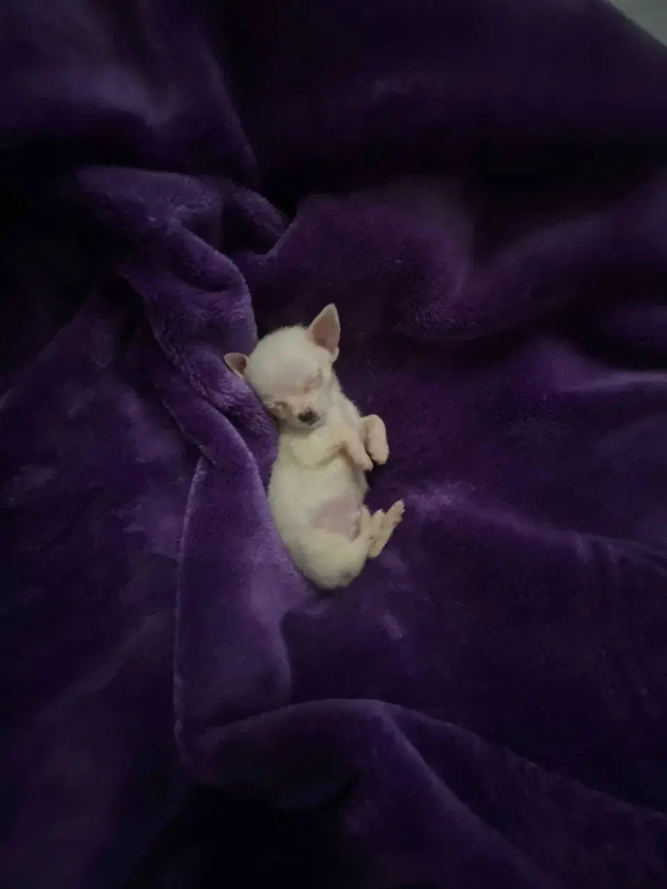 واگذاری سگ|سگ|رشت, فخب|دیوار