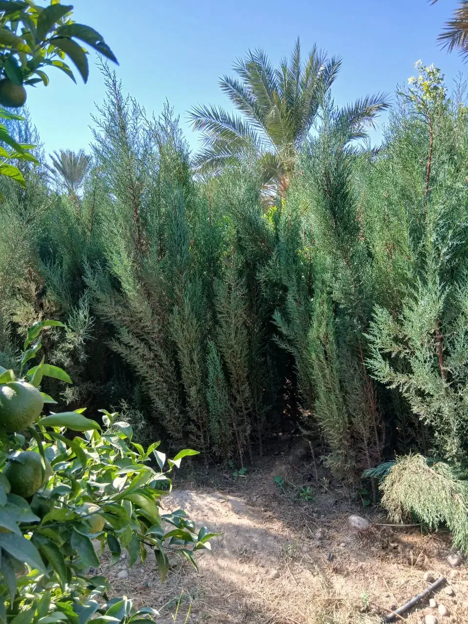 درخت فروشی در پاکت|گل و گیاه طبیعی|خفر, |دیوار