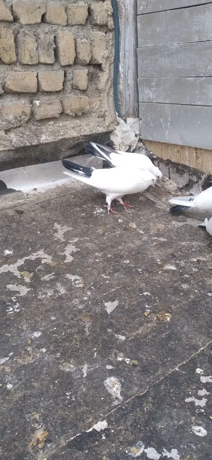 کبوتر پرشی|پرنده|اسلام‌شهر, شهرک امام حسین (میان آباد)|دیوار