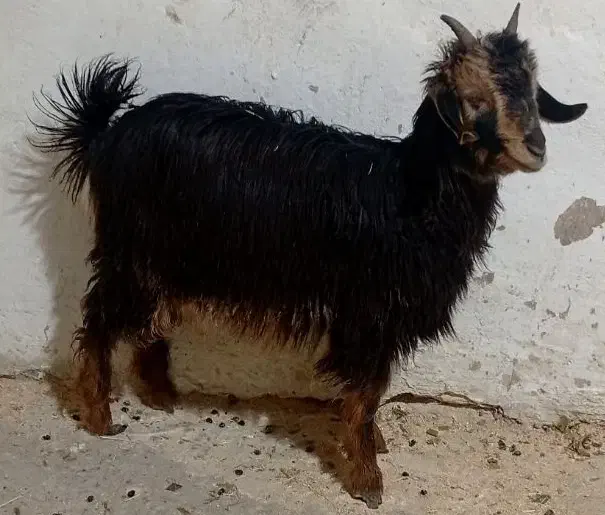 بز.غاله نرو ماده|حیوانات مزرعه|قم, تعویض پلاک|دیوار