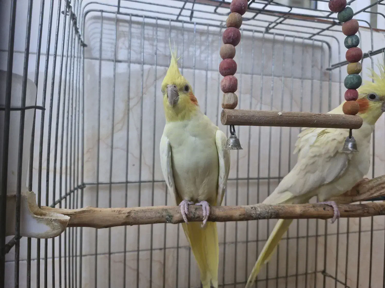 طوطی نژاد لوتینو|پرنده|اسلامآباد غرب, |دیوار