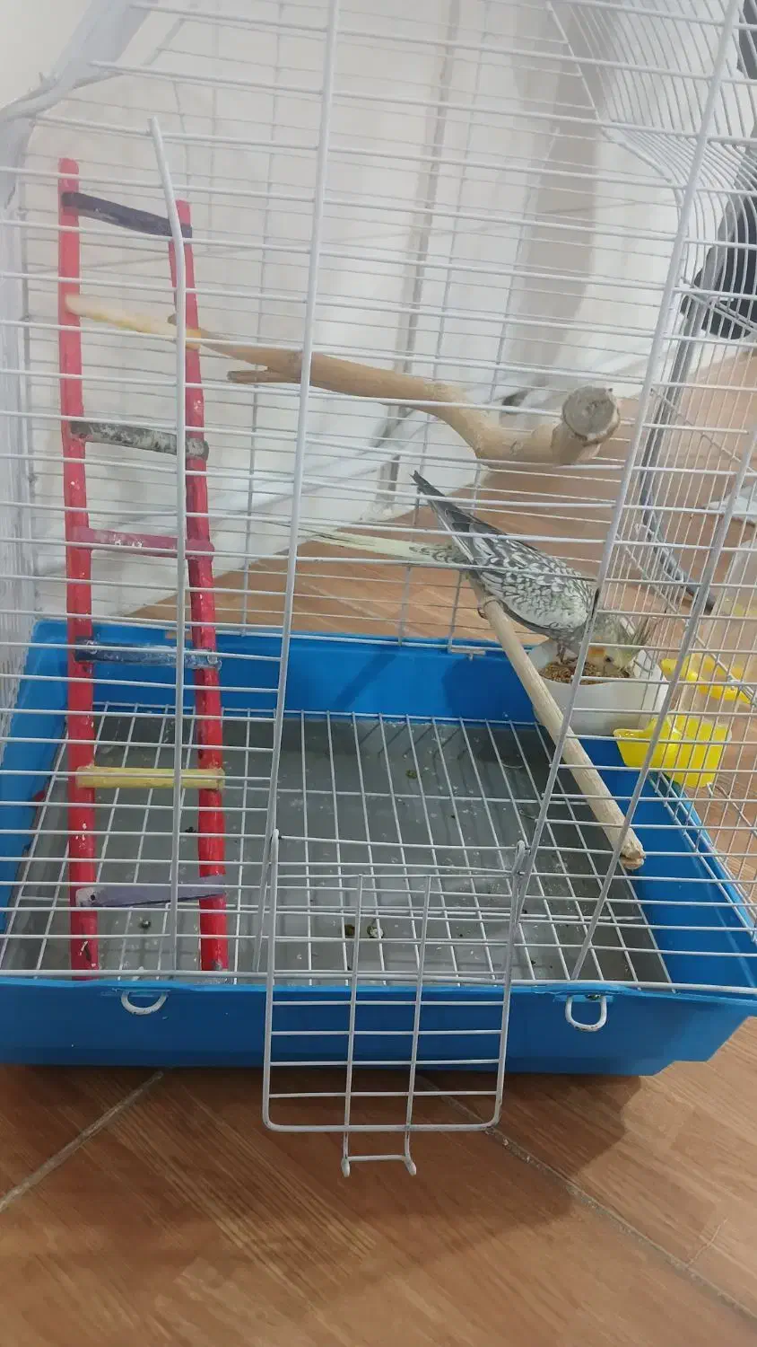 عروس هلندی|پرنده|قدس, شهر‌قدس|دیوار