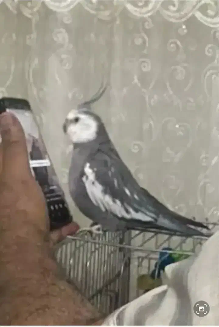 گم شده عروس پاریس|حیوانات|اهواز, کمپلو جنوبی|دیوار