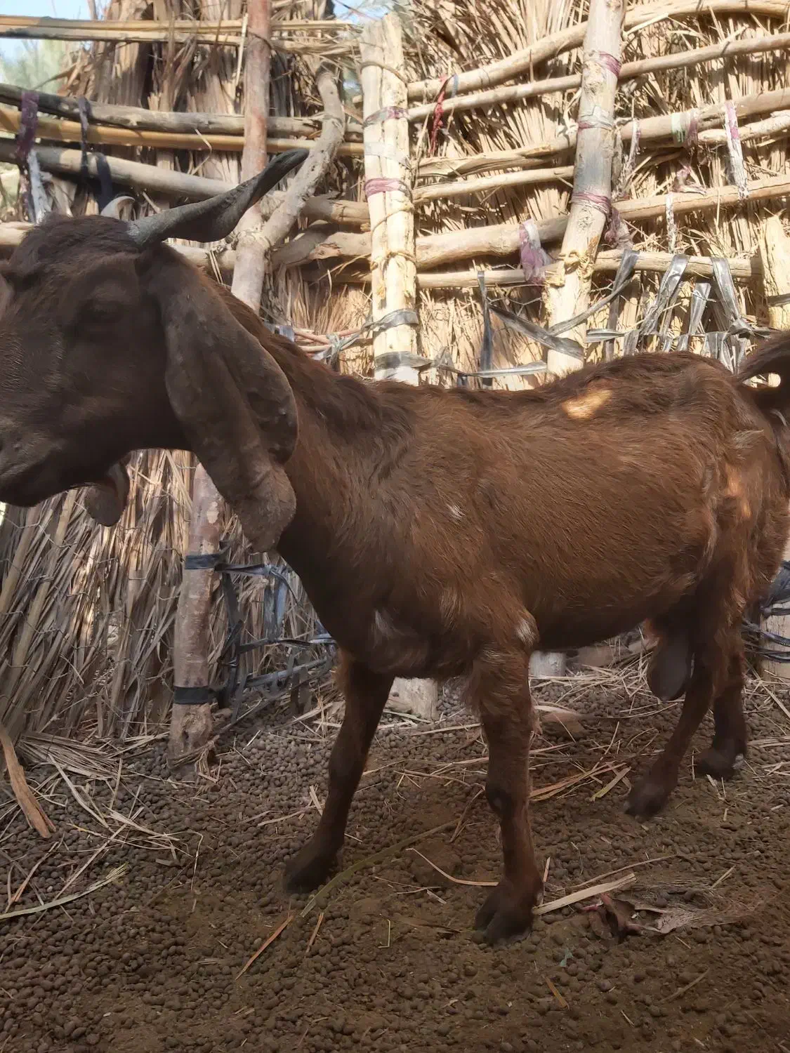 بزو کهره ماده|حیوانات مزرعه|اسماعیلی, |دیوار