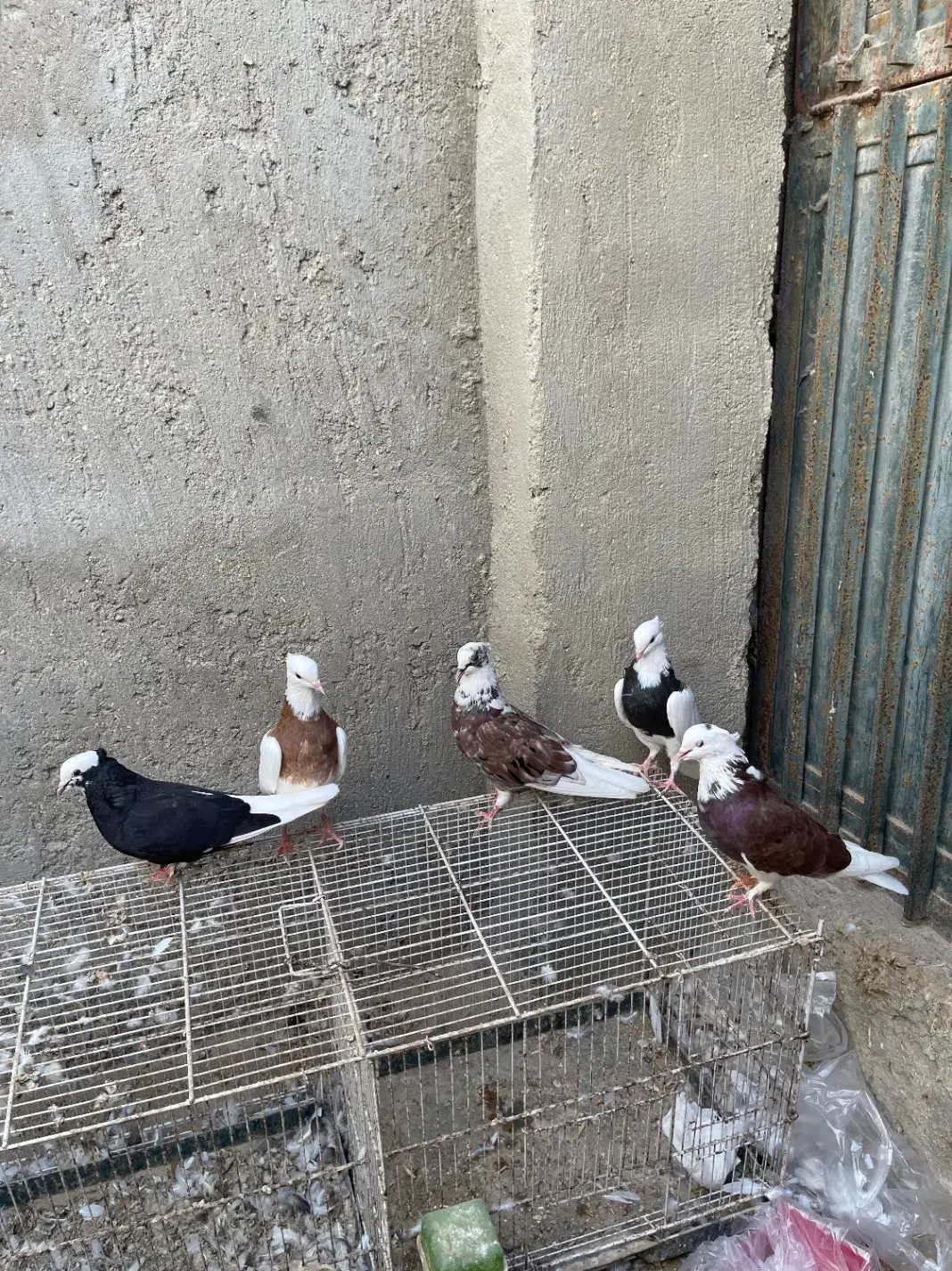 کفتر کبوتر|پرنده|قشم, |دیوار