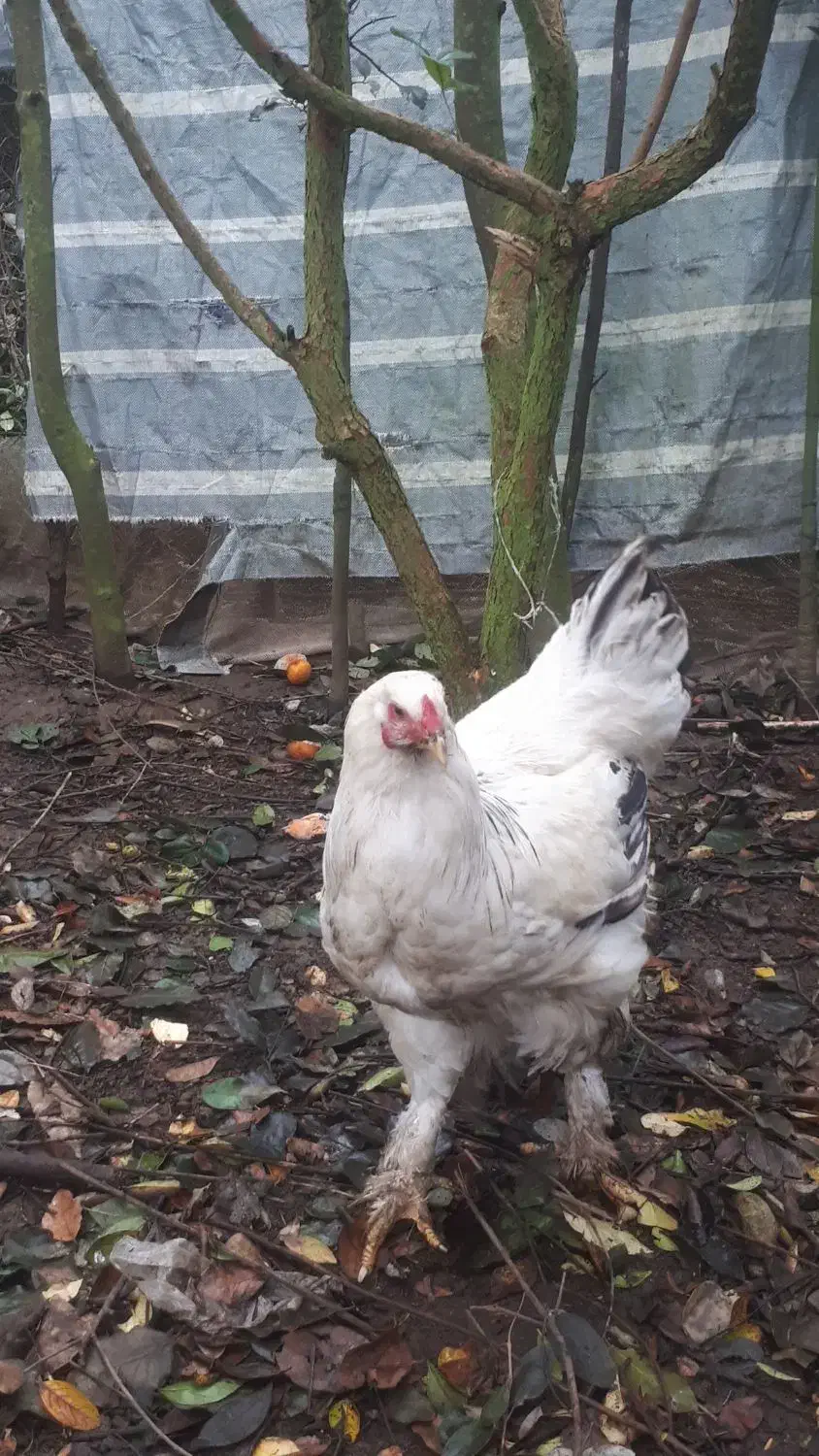 بوقلمون ماده محلی و خروس برهما|حیوانات مزرعه|کلاچای, |دیوار