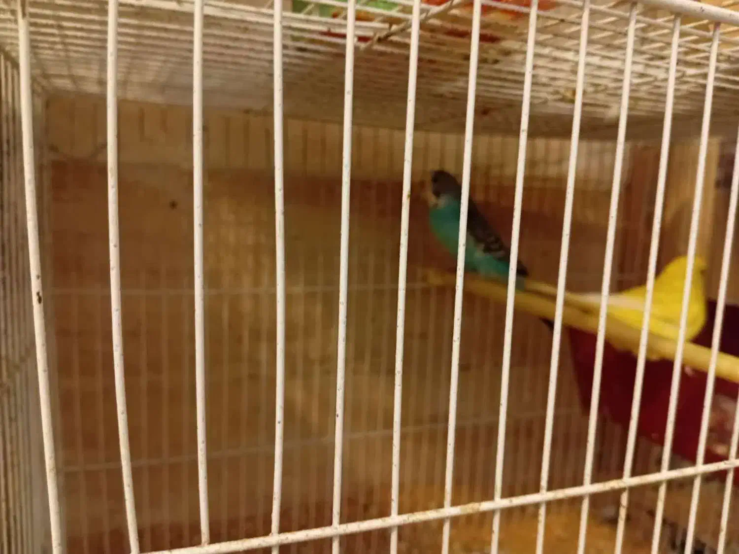 قفس پرنده مرغ عشق عروس و..|لوازم جانبی حیوانات|مشهد, کوشش|دیوار